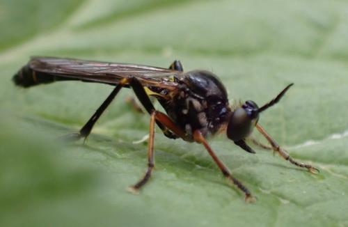 Dioctria rufipes